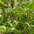 Ilex meserveae 'Heckenfee'®(s)