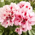 Pelargonium grandiflorum, rosa