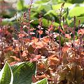 Heuchera 'Marmalade'(s)