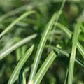 Miscanthus sinensis 'Cabaret'