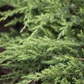 Juniperus conferta 'Schlager'