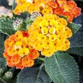 Lantana camara