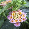 Lantana camara 'Bicolor'