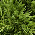 Juniperus horizontalis