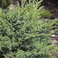 Juniperus horizontalis 'Andorra Compact'