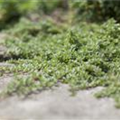 Juniperus horizontalis 'Blue Pygmy'