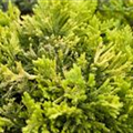 Juniperus horizontalis 'Golden Carpet'