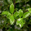 Ilex meserveae 'Heckenstar'(s)