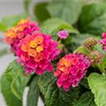 Lantana camara 'Havana'