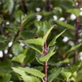 Ilex meserveae 'Little Pirat'®