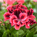 Pelargonium grandiflorum, rot