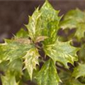 Osmanthus heterophyllus 'Tricolor'