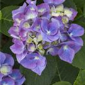 Hydrangea macrophylla 'Blue Heaven'®