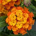 Lantana camara Tropic Lantana®