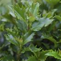 Ilex meserveae 'Little Rascal'®