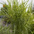 Miscanthus sinensis 'Gold Breeze'®