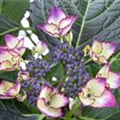 Hydrangea macrophylla 'Dark Angel'®