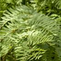 Osmunda regalis