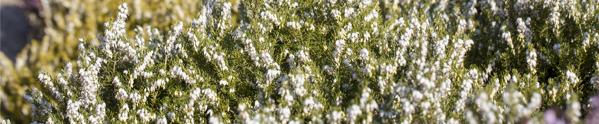 Erica darleyensis