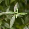 Ligustrum vulgare