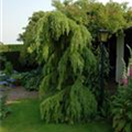 Larix decidua 'Pendula'