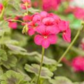 Pelargonium interspecific