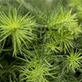 Larix kaempferi 'Blue Dwarf'