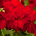 Pelargonium interspecific 'Cassiopeia'®