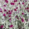 Lychnis coronaria