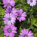 Osteospermum ecklonis