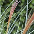 Miscanthus sinensis 'Kleine Silberspinne'