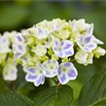 Hydrangea macrophylla Forever & Ever 'Peppermint'®