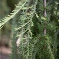 Larix kaempferi 'Stiff Weeper'