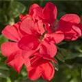 Pelargonium peltatum, rot