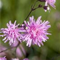 Lychnis flos-cuculi 'Jenny'