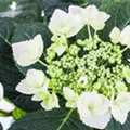 Hydrangea macrophylla 'Frisbee'®