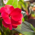 Impatiens neuguinea, rot