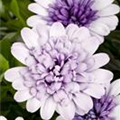 Osteospermum ecklonis 'FlowerPower'®