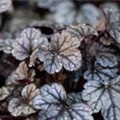 Heuchera 'Sugar Frosting'