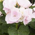 Hydrangea macrophylla 'Hobella'®