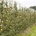 Malus domestica, Säule