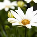 Osteospermum ecklonis 'SummerHero'®