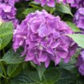 Hydrangea macrophylla 'Hobergine'®