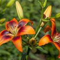 Lilium Asiatic