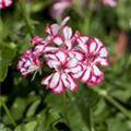 Pelargonium peltatum 'Mexikanerin'