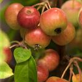 Malus 'Evereste'®