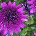 Osteospermum ecklonis, gefüllt