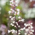 Heucherella