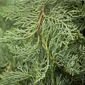 Juniperus virginiana 'Grey Owl'