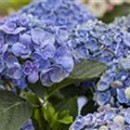 Hydrangea macrophylla 'Hopcorn'®